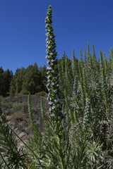 Echium virescens image