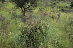 Flemingia grahamiana