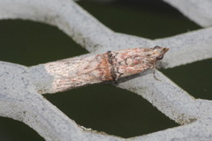 Nephopterix angustella