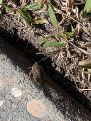 Hymenarcys nervosa