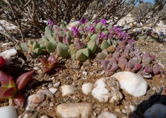 Gibbaeum petrense