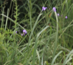 Jamesbrittenia grandiflora