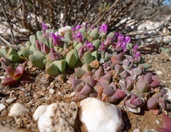 Gibbaeum petrense