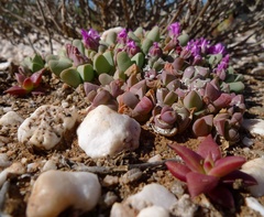 Gibbaeum petrense