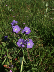 Phacelia ciliata