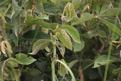 Flemingia grahamiana