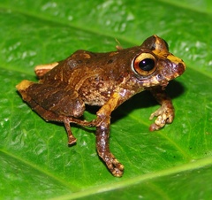 Pristimantis churuwiai