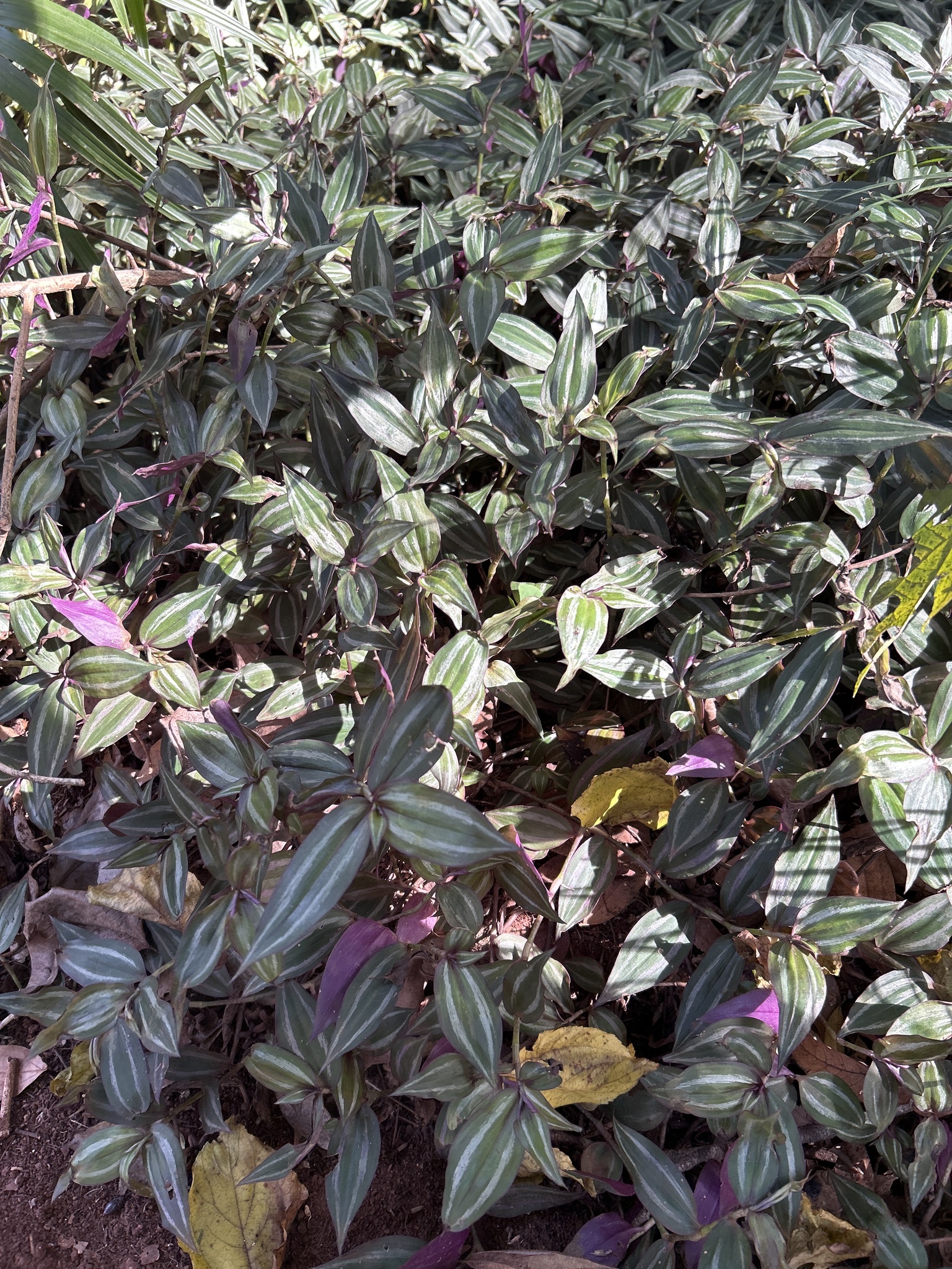 Tradescantia zebrina