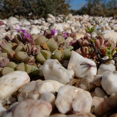 Gibbaeum petrense