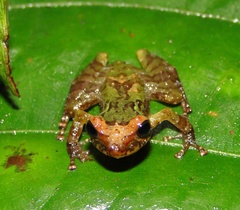 Pristimantis bromeliaceus