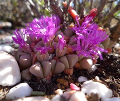 Gibbaeum petrense