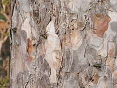 Gymnocheta viridis
