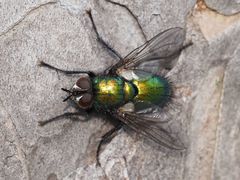 Gymnocheta viridis
