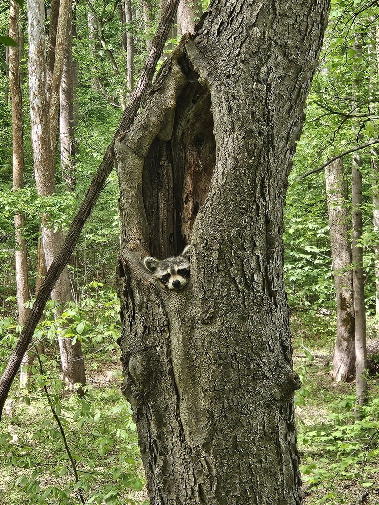 Common Raccoon from Jefferson County, WV, USA on May 7, 2026 at 10:06 ...