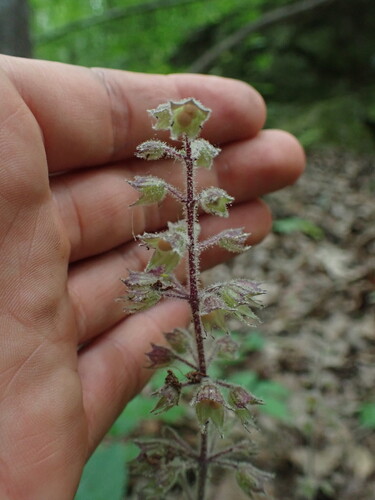 Collinsonia verticillata, photograph 4