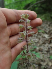Collinsonia verticillata, photograph (c) Evan M. Raskin, some rights reserved (CC BY)