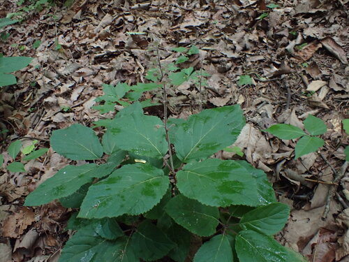 Collinsonia verticillata, photograph 3