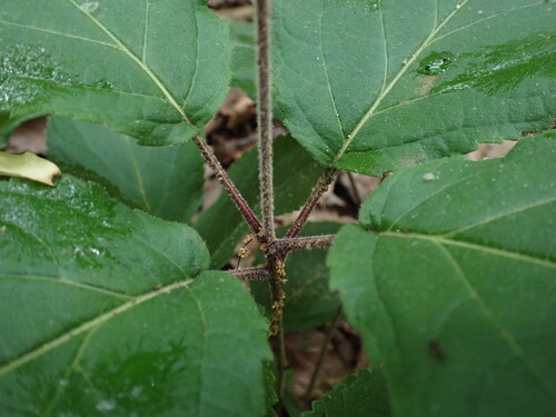 Collinsonia verticillata, photograph 5