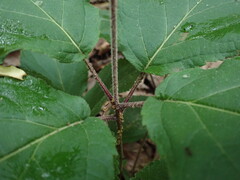Collinsonia verticillata, photograph (c) Evan M. Raskin, some rights reserved (CC BY)