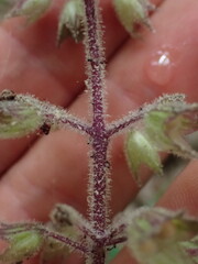 Collinsonia verticillata, photograph (c) Evan M. Raskin, some rights reserved (CC BY)