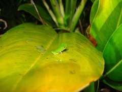 Pristimantis ganonotus