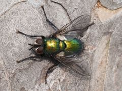 Gymnocheta viridis