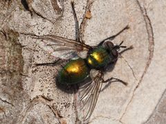 Gymnocheta viridis