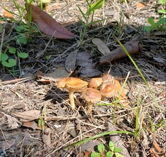 Fungi