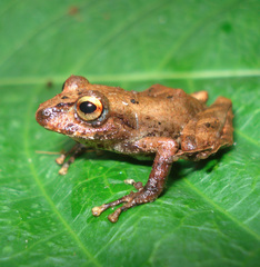 Pristimantis churuwiai