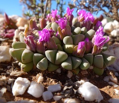 Gibbaeum petrense