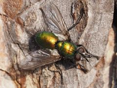 Gymnocheta viridis