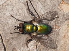 Gymnocheta viridis