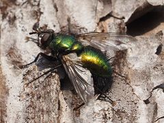 Gymnocheta viridis