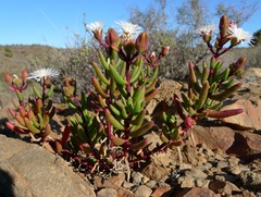 Mesembryanthemum longistylum