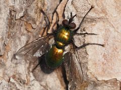 Gymnocheta viridis