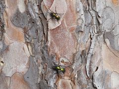 Gymnocheta viridis
