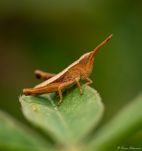 Sprinkled Locust photo 4