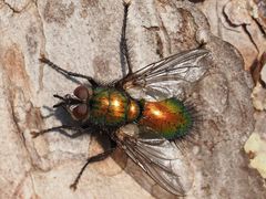 Gymnocheta viridis