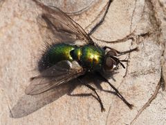 Gymnocheta viridis