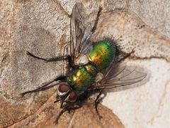 Gymnocheta viridis