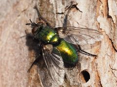 Gymnocheta viridis