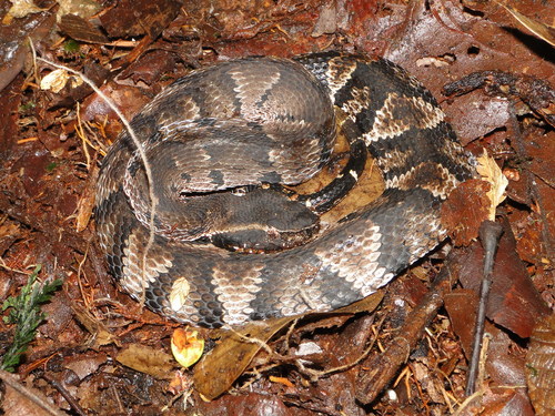 Small-eyed Toad-headed Pitviper (Bothrocophias microphthalmus ...