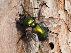 Gymnocheta viridis