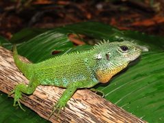 Enyalioides