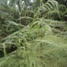 Acacia pennata