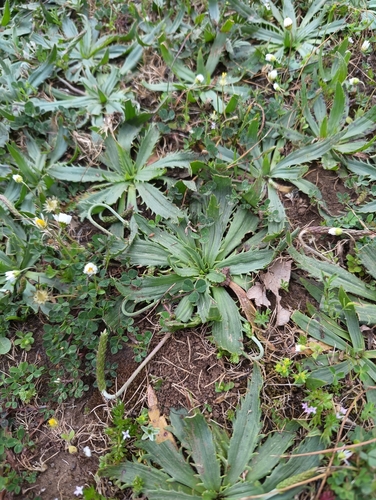 Toothed Plantain