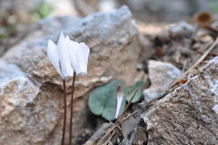 Cyclamen creticum