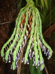 Burmannia kalbreyeri