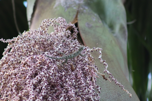 Brazilian Steppe Iguana, Urostrophus vautieri