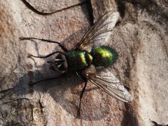 Gymnocheta viridis